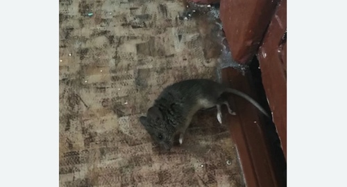 Дезинфекция от мышей в Хорошево-Мневники города Москвы