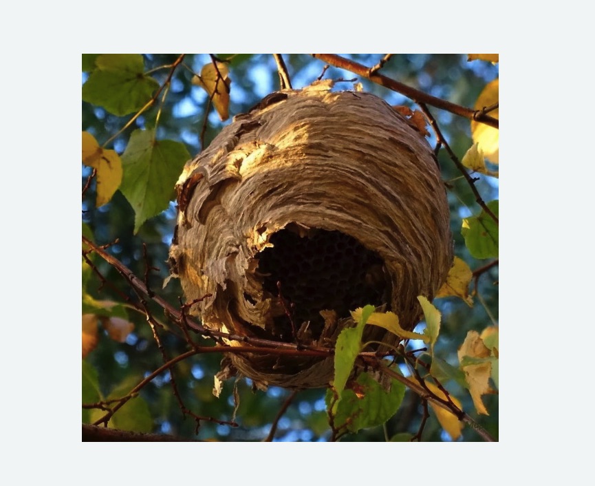 Обработка от шершней в Хорошево-Мневники города Москвы