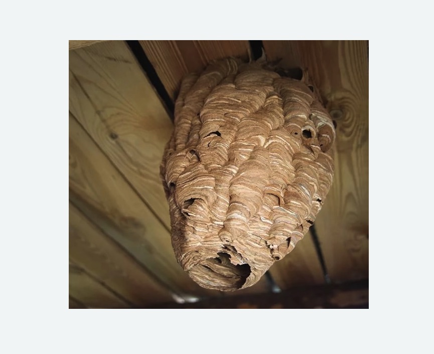 обработка от шершней в Хорошево-Мневники города Москвы