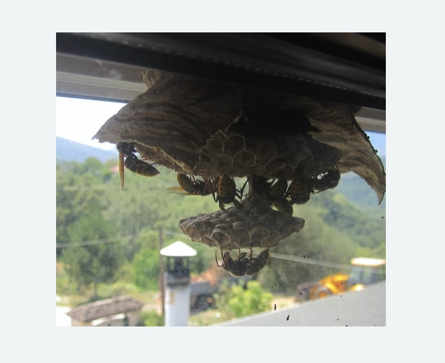 Уничтожение гнёзд шершней в Хорошево-Мневники города Москвы